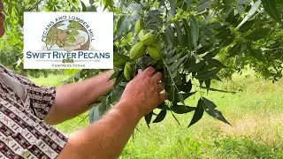 Swift River Pecans Offers Oil, Candies & More