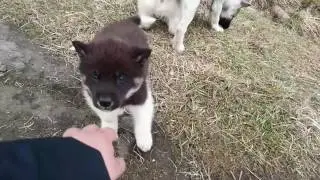 Cute puppies of Greenland dog