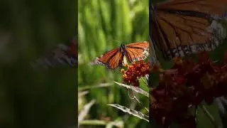 The mighty monarch takes flight #Butterfly #MacroVideo #Insect #Nature ￼￼