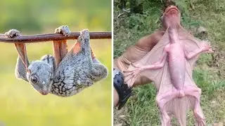 Malayan Colugo 🦇 A Unique Animal You Have Never Seen!