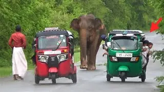 A foolish man approaches the elephant, endangering people with children😮