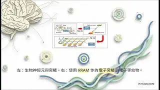 🧠 大腦啟發運算：打破馮紐曼瓶頸與 RRAM 技術的人工智慧硬體革命 🚀