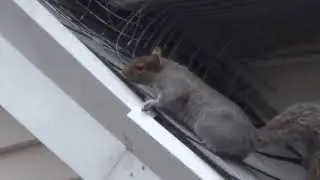 SQUIRREL REMOVAL - SQUIRREL REMOVAL NEAR ME (2021)