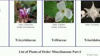 List of Plants of Order Miscellaneous Part 6 tetraselmis moss tree rose mirabilis turgid Tiliaceae