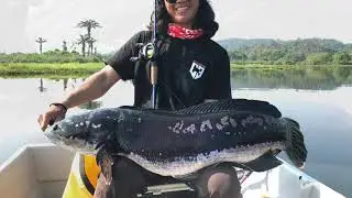 COMPILATION TOMAN TANCHONG; Part 2 ‘home of world record’.