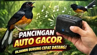  🔴PANCINGAN SIANG‼️ Audio Pancingan Murai Batu Anti Zonk Burung Auto Ngamuk