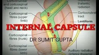 INTERNAL CAPSULE : Part 1/2