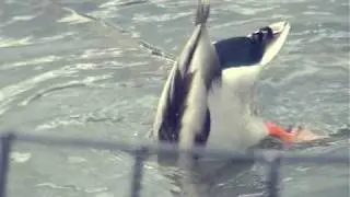 Desperate Duck!