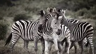 Zebra Wisdom: Embrace Your Unique Identity
