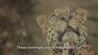 Equatorial Guinea's Wildlife Conservation: Challenges and Triumphs