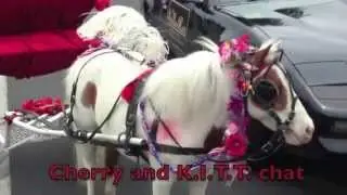 2015 Canoga Park Memorial Day Parade  (Nancy and her miniature horse)