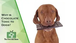The Hidden Danger of Chocolate to Dogs: Understanding and Preventing Chocolate Toxicity