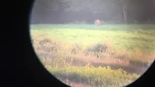 Does target shooting scare deer away?