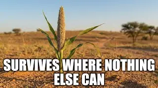 This Desert Plant Grows in Sand, Needs No Water, and Still Outproduces Corn