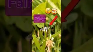 Fairy Caught on Camera in Daylight! #shortsfeeds #shortsreels #fairy