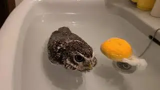 Owl Bathing & Floating In A Sink | CONTENTbible