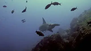 Hammer of the Sea!!! #HammerheadShark #OceanLife #EducationalVideo #AnimalsForKids #LikeAndSubscribe
