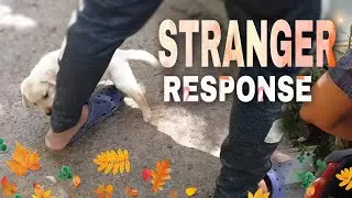 STRANGE Reactions to STRANGERS | Labrador puppy  cute reaction