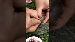 ✨ Nature's Miracle: Unveiling the Birth of a Real Pearl! #shorts #pearl