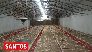 SAVREMENA FARMA PILIĆA 