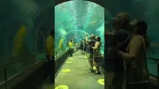 J&aacute; conheceram esse lugar incr&iacute;vel? &Eacute; o aqu&aacute;rio marinho do Rio de Janeiro!