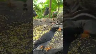 bird videos for cats to watch 4k