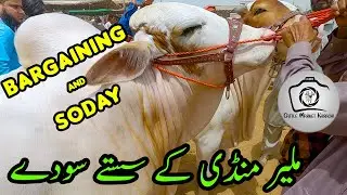 BARGAINING & SODAY at Malir Cow Mandi 2022 | Part 2 | Bakra Eid 2022 | Cattle Market Karachi