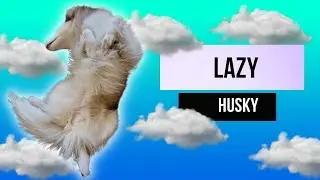 Lazy Husky