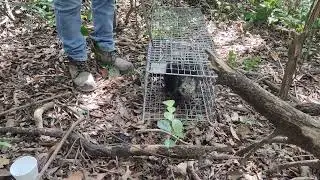 Coendou mexicanus