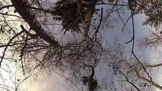 Winter Woods