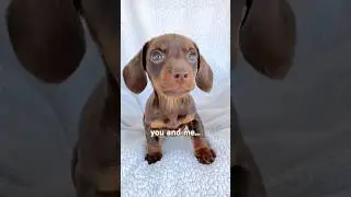 best friends #minidachshund #puppy #dachshundpuppy #dachshund #cutedog #cutepuppy #friends #cute