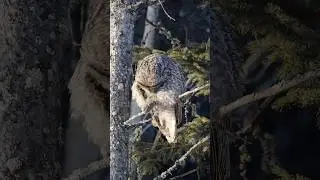 Rare and Stunning Footage of an Owl in Its Natural Habitat!