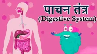 #Explore #HumanDigestiveSystem Learn how #food_transforms into #energy #Health #Biology #Science