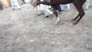 Ghora dance in jhang sadar