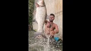 😱 Unbelievable Moment! Man Lifts a HUGE Monster Fish from Water by Hand 🐟🔥 | Saima Fishing