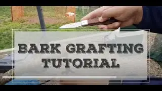 Bark Graft Tutorial