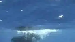 Sailfish