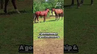A Good Friendship & Understanding Between Horses | Equine Care