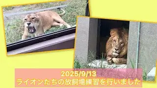 ライオンたちの放飼場練習を行いました！