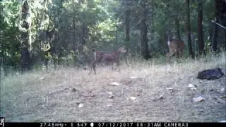 Spotted Fawn