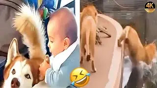 &ldquo;Hilarious Animal Antics: A Compilation Of Side-Splitting Moments.&rdquo;