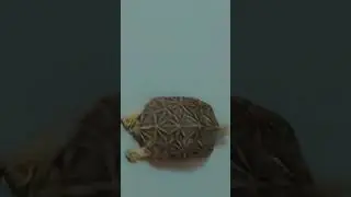 walk tortoise 🐢 ||#trending #viral #ytshorts #cute #shortsfeed