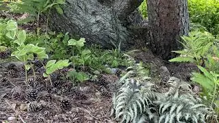 Shade Garden at Meigs Point Nature Center