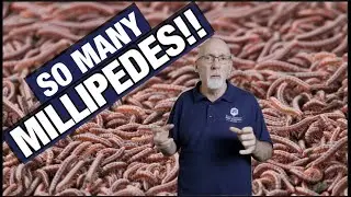 Как избавиться от многоножек