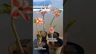 ADENIUMS sale free shipping /Grab 4 Adeniums for Rs.1000 free shipping