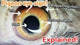 👀 The SECRET Behind Pigeon Eye Sign REVEALED! 🕊️ What It REALLY Means