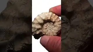Baby Ammonite Fossil Found in Texas Creek