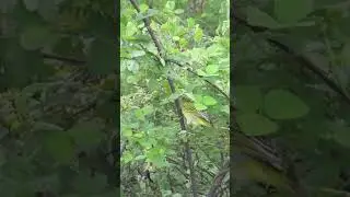 Yellow Warbler (Setophaga petechia) #galapagoswildlife #birds #birdfacts