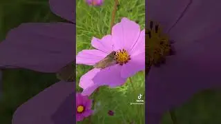 #dragonfly in #cosmosflower #cosmos #nature #explorekomatsu #explorejapan #shorts #japan