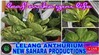 Bhavana plant sedang live LELANG ANTHURIUM dari New Sahara Productions #anthurium #jemanivar